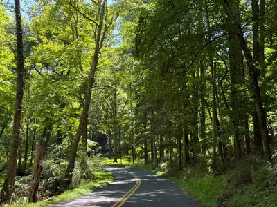 A narrow two-lane road curving through a sunlit forest, with tall trees arching overhead.